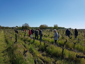 Parrainage de vignes bio en Val de Loire près de Chinon