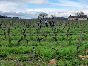 Cadeau parrainage vigne bio en Val de Loire