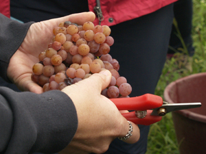 Cadeau original pour des amateurs de vin de participer aux vendanges de raisins