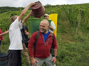 Vendangez des raisins bio en Alsace