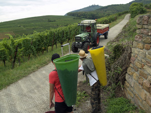 Cadeau amateur de vin pour participer aux vendanges en Alsace