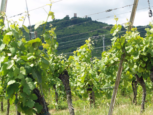 Cadeau amateur de vin blanc en Alsace