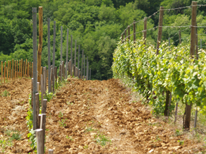 Location de ceps de vigne en Alsace