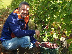 Cadeau stage vigne pour récolter des raisins en Alsace