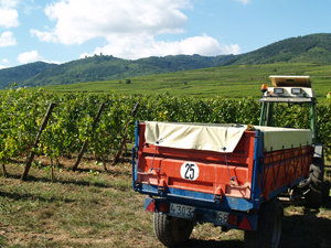 Participer aux vendanges en Alsace avec l'Expérience Vin de Gourmet Odyssey