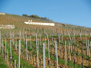 Cadeau d'anniversaire pour un amateur de vin. Parrainer des vignes bio en Alsace.