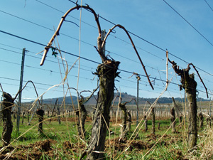 Coffret cadeau adoption pieds de vigne en Alsace
