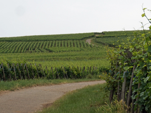 Adoptez des pieds de vigne bio en Alsace