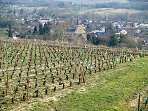 Adoption de pieds de vigne en Bourgogne