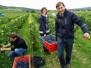 Adoption de vignes en Bourgogne, Santenay