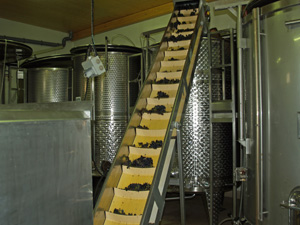 Adoptez des pieds de vigne dans un domaine en Bourgogne et participez à l'élaboration de votre vin