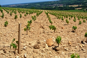 Location de pieds de vigne en Bourgogne au Domaine Chapelle