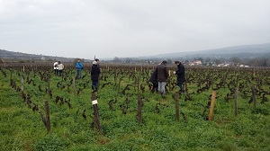 Location vignes, Bourgogne