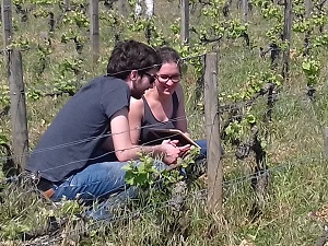 Box vin visite vignoble et adoption de vignes bio