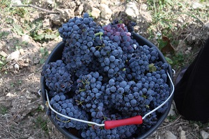 Cadeau original vin dans la Vallée du Rhône