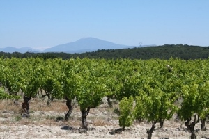 Cadeau amateur de vin rouge, Vallée du Rhône
