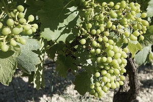 Parraainage ceps de vigne en biodynamie dnas le sud de la france