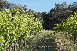 doptiond e vignes en Vallée du Rhône pour faaire son propre vin