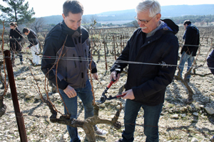 Adoptions de pieds de vignes dans la Vallée du Rhône