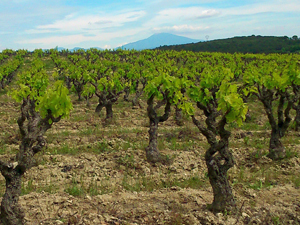 Location de pieds de vignes dans la Vallée du Rhône