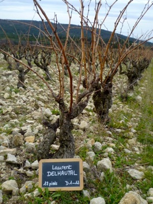 Location pieds de vigne, Côtes du Rhône