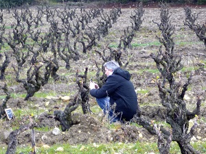 Parrainage de vignes en biodynamie en Côtes du Rhône