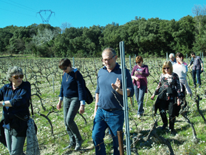 Visite de la vigne dans le Côtes du Rhône