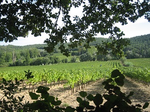Parrainage de vignes bio en Vallée du Rhône