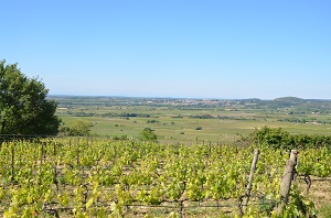 Stage oenologie au vignoble dans le Languedoc