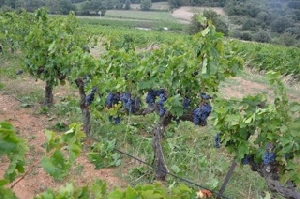 Location de vigne pour amateur de vin, Languedoc