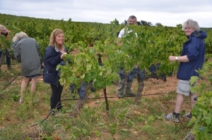 Adoption ceps de vigne dans le Languedoc