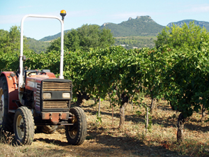 Cadeau amateur de vin pour journée vendanges dans le Languedoc