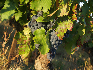Journée Vendanges dans la région viticole des Terasses du Larzac