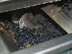 Experience vins adoption de pieds de vigne Gourmet Odyssey