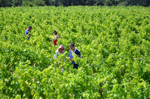 Stage d oenologie dans le Languedoc, vin rouge