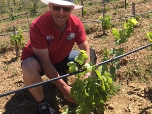 Travail de la vigne avec le viticulteur à Pézenas