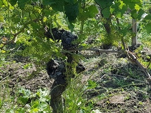 Cadeau stage vigne bio Vallée de la Loire Bonnelière