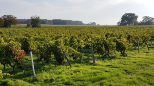 Location vignes, Val de Loire