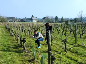 Adoption vignes, Val de Loire