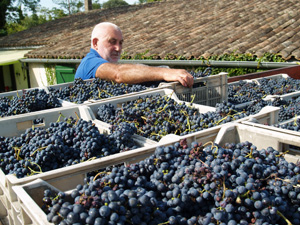 Cadeau vendanges raisins bio à Saint-Emilion, Bordeaux