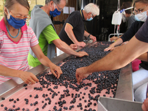 Trie de raisins bio à Saint-Emilion