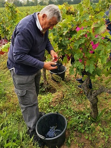 Cadeau Vin adoption d epieds de vigne à vendanger