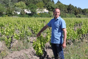 Cycle de la vigne ébourgeonnage en vallée du Rhône