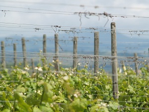 Location de ceps de vigne en Alsace