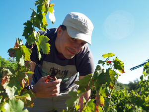 Récolte des raisins en coffret cadeau vin Vallée du Rhône