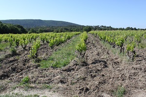 Un temps splendide attendait lesAdoption de vignes et stage au domaine au Domaine la Cabotte
