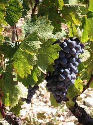 Adoption de vignes pour amateur de vin