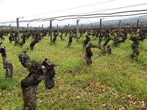 Rencontre avec le vigneron pour une journée au domaine en Bourgogne