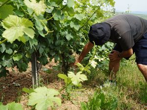 Coffret cadeau stage viticulture bio en Alsace