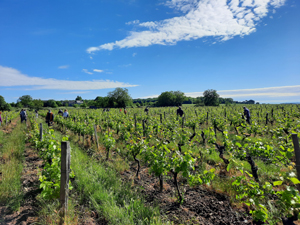 Parrainez des vignes bio dans le Val de Loire et suivez l'élaboration de votre vin personnalisé
